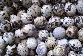 Telor Puyuh